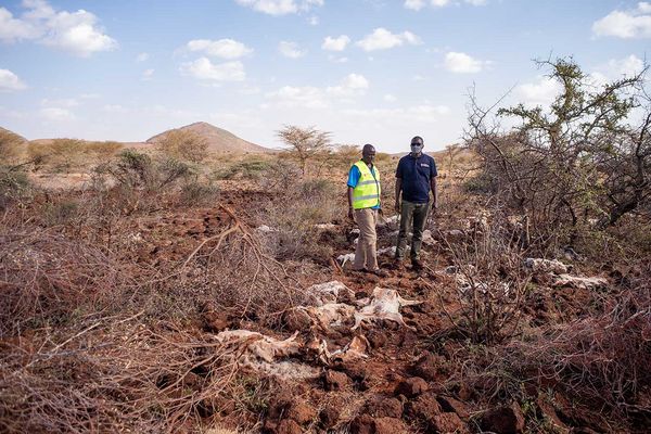 Schwere Dürre im Norden von Kenia
