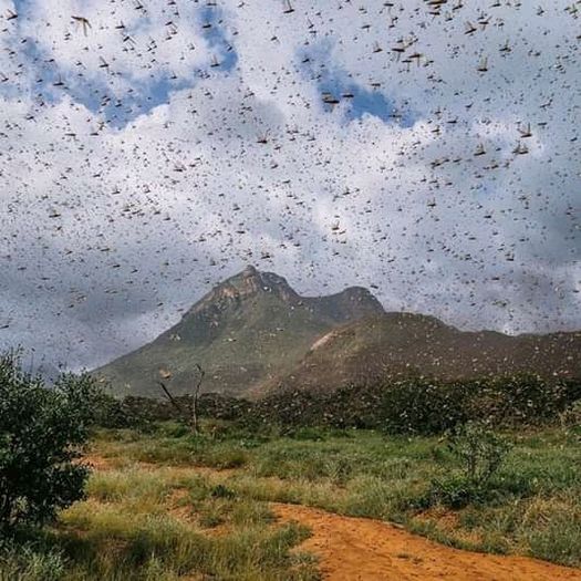 Heuschreckenplage Kenia