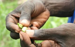 Nachhaltige Landwirtschaft im Südsudan 