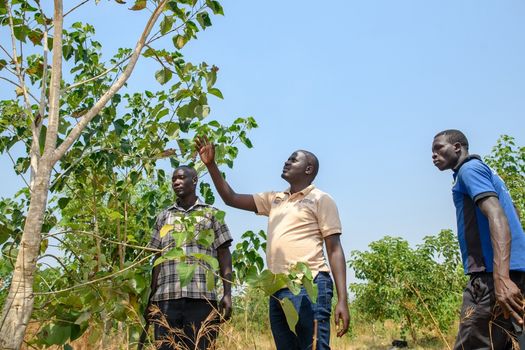Neu gepflanzte Bäume in Uganda