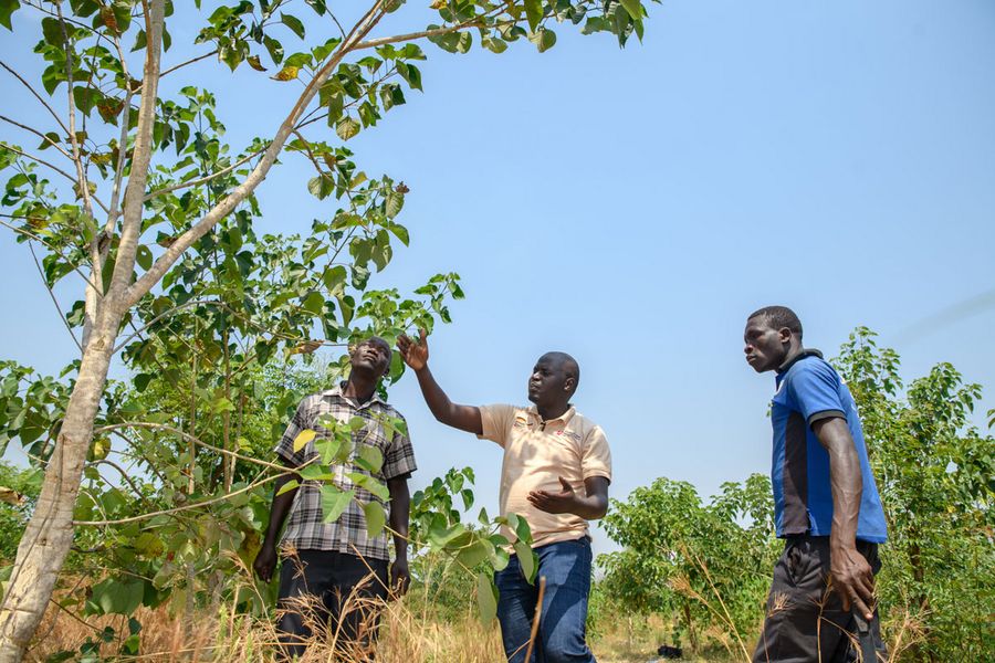 Tree seedlings in the camps in Uganda