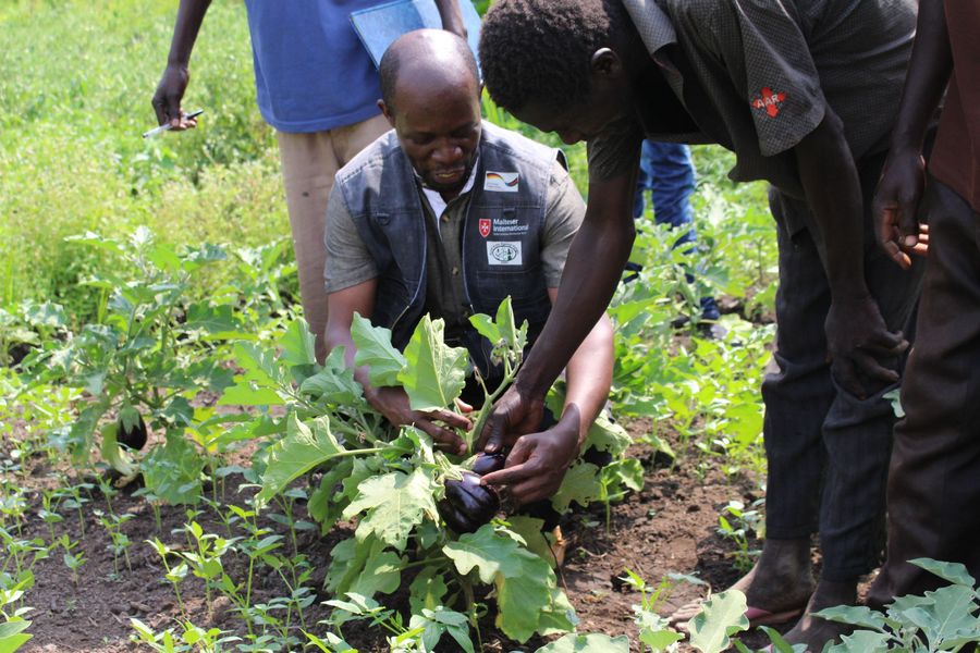 Anbau von Gemüse im Südsudan