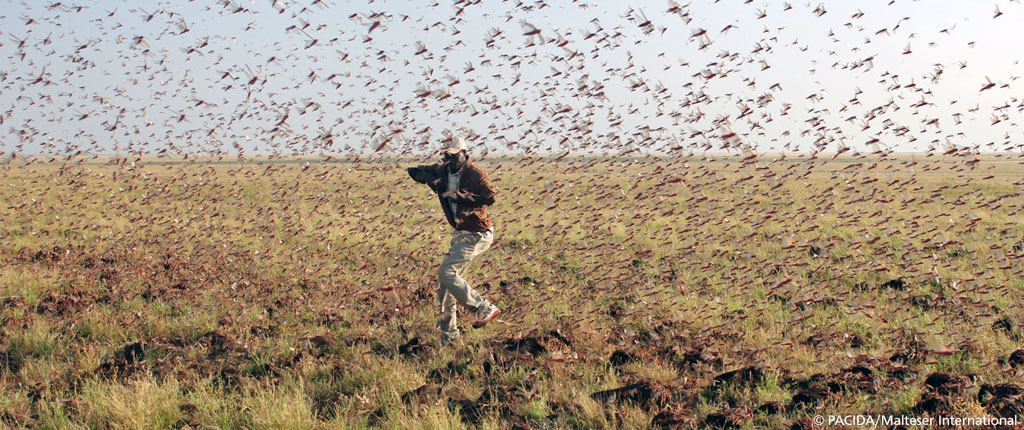 Locust outbreak in East Africa | Malteser International